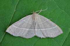 Trisateles emortualis