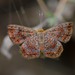 Rounded Metalmark - Photo (c) Robby Deans, some rights reserved (CC BY-NC), uploaded by Robby Deans
