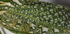 Physemacris variolosa