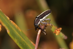 Rhinotia melanocephala