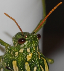 Physemacris variolosa