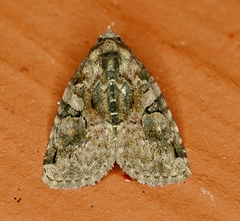 Pseudeustrotia indeterminata