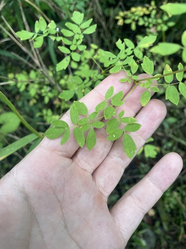 Littleleaf Meadow-rue (Thalictrum macrostylum)