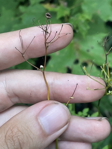 Image of Thalictrum macrostylum by no rights reserved