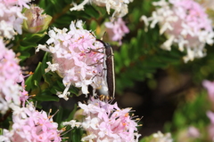 Rhinotia suturalis