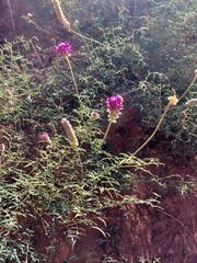 Dalea searlsiae