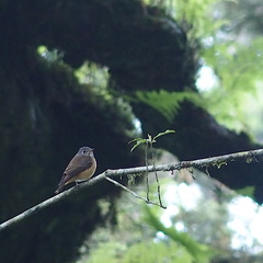 Muscicapa ferruginea