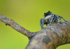 Phidippus carolinensis