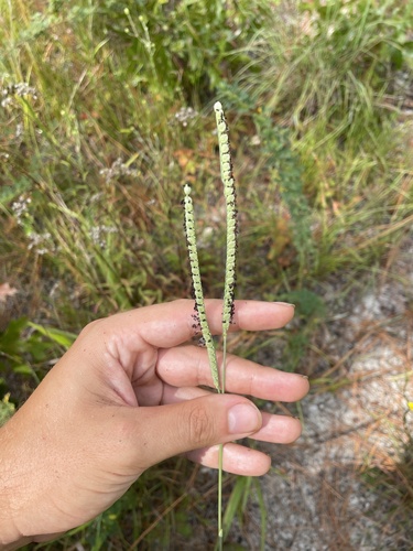 Image of Paspalum floridanum by no rights reserved