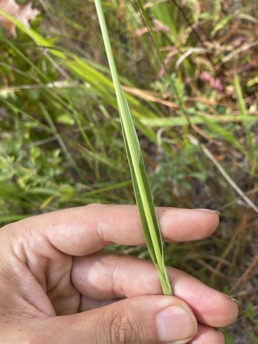 Image of Paspalum floridanum by no rights reserved