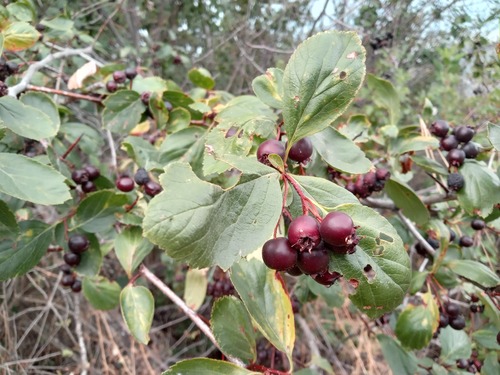 Dark-green Hawthorn (Crataegus atrovirens)