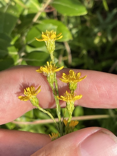 Image of Solidago virgata by no rights reserved