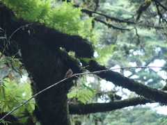 Muscicapa ferruginea