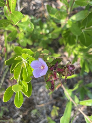 Image of Rhexia petiolata by no rights reserved