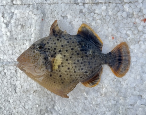 Black-spotted triggerfish (Pseudobalistes flavimarginatus) — Balistidae — 2
