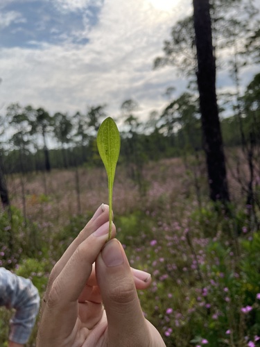 Image of Solidago pulchra by no rights reserved