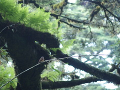 Muscicapa ferruginea