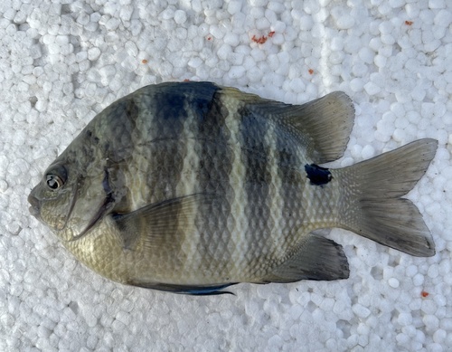 Blackspot sergeant (Abudefduf sordidus) — Pomacentridae — 2