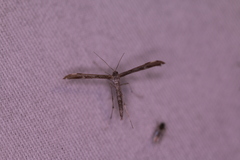 Hellinsia inquinatus