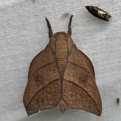 Adeloneivaia