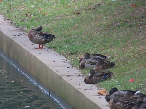 Mallard photographed in Rhode Island