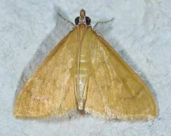 Loxomorpha flavidissimalis