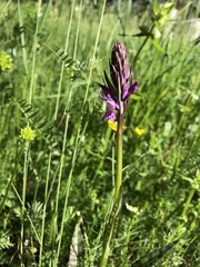 Dactylorhiza maculata