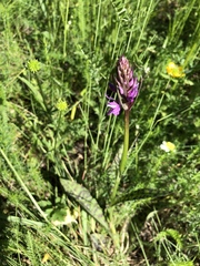 Dactylorhiza maculata
