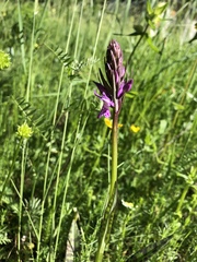 Dactylorhiza maculata