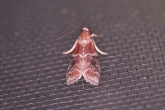 Moodna ostrinella
