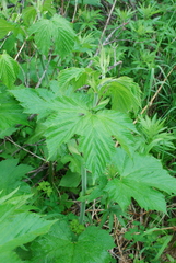 Filipendula camtschatica