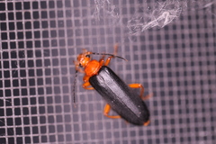 Neopyrochroa flabellata