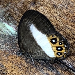 Splendeuptychia aurigera