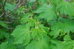 Filipendula camtschatica