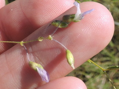 Pediomelum linearifolium