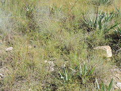 Pediomelum linearifolium