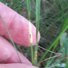 Epichloe festucae