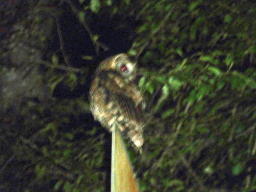 Strix nivicolum