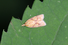 Cenopis reticulatana