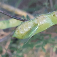 Nineta vittata