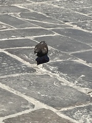 Columba livia domestica