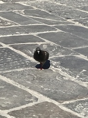 Columba livia domestica