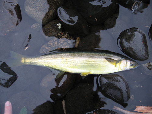 Smallscale silverside (Basilichthys microlepidotus) — Atherinopsidae — 3