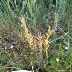 Barbarea stricta