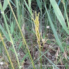 Barbarea stricta