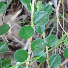 Cotoneaster hjelmqvistii