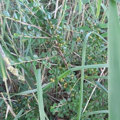 Cotoneaster hjelmqvistii