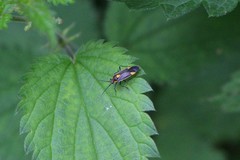 Capsodes flavomarginatus