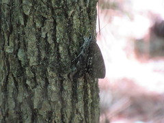 Catocala lacrymosa