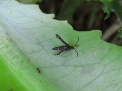 Chamaesphecia nigrifrons